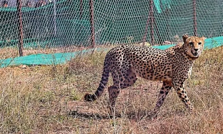 Cheetahs in MP
