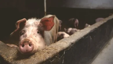 Ban on buying and selling of pigs