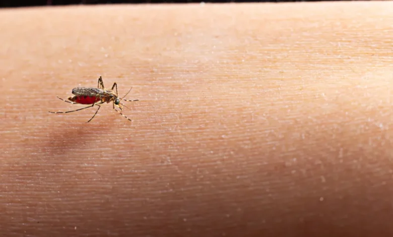 Dengue Cases in India