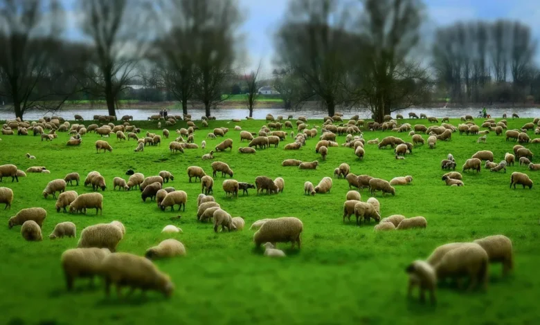 71 sheep died in Lucknow